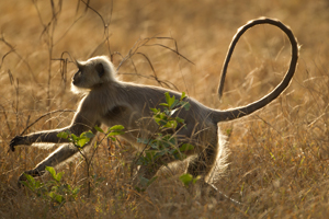 langur